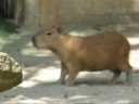 Capybaras in Tokyo Ueno Zoo