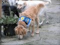 Triubute to service dogs