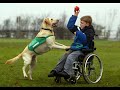 Triubute to service dogs Triubute to service dogs