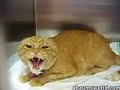 Devil Cat [Speed Down]