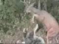 Moose Fight