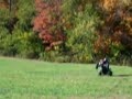 2009 Honda  trx700 Wheelie