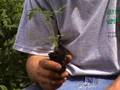 Dave's Garden: Gardening: Tomatoes