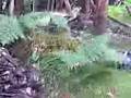 videos de gmacf firefight
