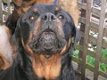 DOL rotty\