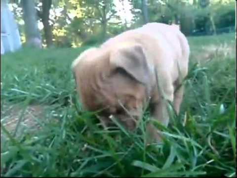 Olde English Bulldogge Male Puppy Fawn