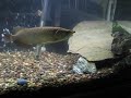 Jardini Arowana and Red Tail Catfish