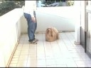 Treinamento B�sico do Lhasa Apso Parte 1