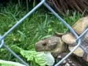 in the yard with hercules