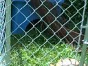 in the yard with hercules