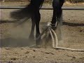 04 How to Hobble a Young Horse pt1