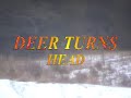 Predator & Prey-Deer and Coyote/Possible Black Coyote or Fox