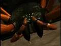 Beast Wars: Tangled Web Part 1