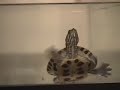 Swim Turtle Swim Turtle