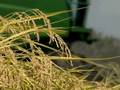 California Rice Harvest 2008