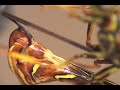 Ichneumonid Wasp (rough cut).mov