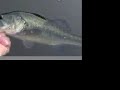 5 27 07 Tidal  Largemouth Bass on Fly....catch and release