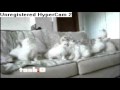 Tosh.0- Cutest Video on the Internet