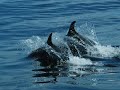 Arctic Odysseys
