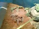 Rose Haired Tarantula hunting crickets Rose Haired Tarantula hunting crickets