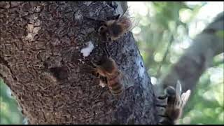 Las abejas saben cuando empieza el invierno y preparan sus colmenas con pro poleo y polen Las abejas saben cuando empieza el invierno y preparan sus colmenas con pro poleo y polen