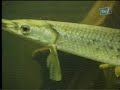 Click here to watch this video Galeri Aqua - Big Fish (3/3)