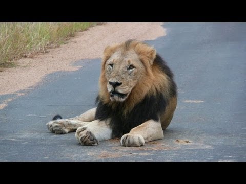 South Africa: the big five at Paul Kruger national park (HD-video).mp4