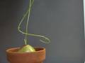 Time Lapse Climbing Onion ( Bowiea Volubilis )