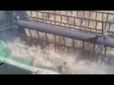how to harvest alfalfa seeds