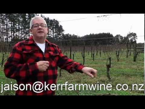 how to look after a grape vine