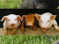 COCHON D ANGIE