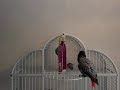 peyton-dancing-the-bongo-bird.html