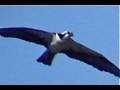 Birds-of-Prey-Eagle-