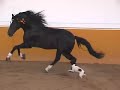 Andalusian PRE Exclusive black stallion - HORSESPRE.COM