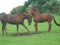 Horses playing,