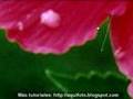 Aquifoto-Videotutori