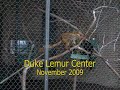 Duke Lemur Center - Winter Facility