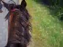Petite journée reeeeemplie de delires à cheval !