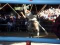 jaripeo2 san miguel tequixtepec 2008