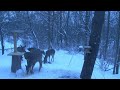 end Trosko Deer Nocturne