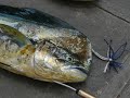 Catching Mahi-Mahi (Dolphin Fish) also known as Dorado in Mexico Cozumel. Deep sea fishing in the Carribean what a great experience! Also catch Barracuda and Tuna. Some guys caught sailfin fish and you can catch Marlin to.Enjoy the tune from Just Jinger 'Sugarman' originally done by Rodriguez