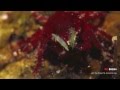 Dive Romblon with Three P & Ducks Diving™