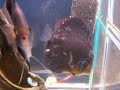 KEITHS DISCUS FRY TWELVE DAYS FREE SWIMMING