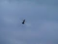 rc-oh58d-kiowa-warrior.html