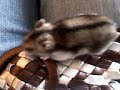 This is my russian dwarf hamster called giblet.