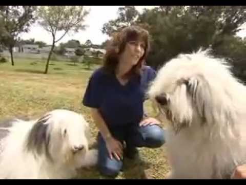 SA's Celebrity Dogs 