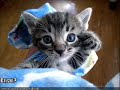 very funny cats part ***8***