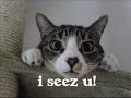 very funny cats part ***8***