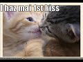 very funny cats part ***8***