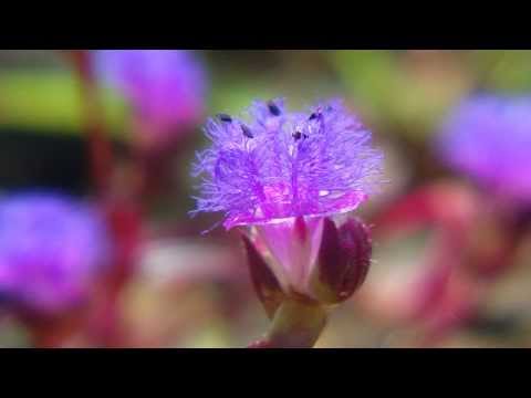 how to use camera key in xperia c